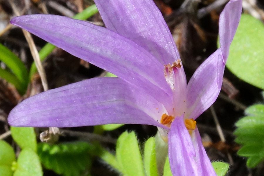 Colchicum cfr. nanum